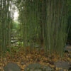 Phyllostachys Aurea, Gelber Bambus