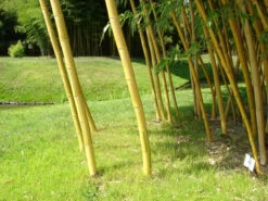 Garten Gefuehl -Garten Gefuehl phyllostachys aureocaulis trieb55599e50e323f 1280x1280