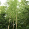 Phyllostachys Aureosulcata 'Spectabilis', Zickzack-Bambus