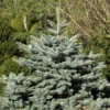 Picea Pungens 'Glauca Globosa', Zwerg-Blaufichte