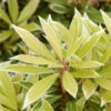 Pieris Japonica 'Variegata', Weissbuntes Schattenglöckchen