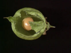 Staphylea Pinnata, Gemeine Pimpernuss -Garten Gefuehl pimpernuss frucht 1280x1280