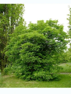 Staphylea Pinnata, Gemeine Pimpernuss -Garten Gefuehl pimpernuss strauch 1280x1280