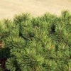 Pinus Mugo Pumilio, Zwerg-Latsche