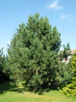 Pinus Nigra Austriaca, Österreichische Schwarz-Kiefer -Garten Gefuehl pinus nigra austriaca 1280x1280