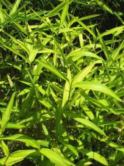 Pleioblastus Viridistriatus (Pleioblastus Auricoma), Gestreifter Zwergbambus