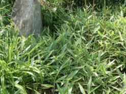 Pleioblastus Shibuyanus (variegatus) 'Tsuboi', Buntblättriger Zwergbambus -Garten Gefuehl pleioblastus tsuboi blatt 1280x1280