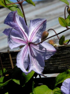 Clematis 'Prince Charles' -Garten Gefuehl prince charles bluete hinte 1280x1280
