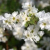 Exochorda Macrantha 'The Bride', Prunkspiere