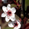 Prunus Cistena, Zwerg-Blutpflaume