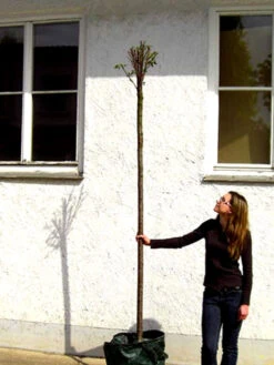 Prunus Fruticosa 'Globosa', Kugel-Kirsche - Hochstamm -Garten Gefuehl prunus globosa hochstamm 1280x1280