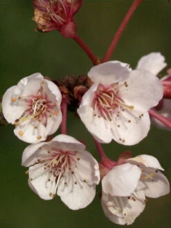 Prunus Cerasifera 'Hollywood' (Syn. Trailblazer)
