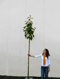 Prunus Serrulata 'Kanzan', Japanische Nelkenkirsche - Hochstamm -Garten Gefuehl prunus kanzan hochstamm 1280x1280