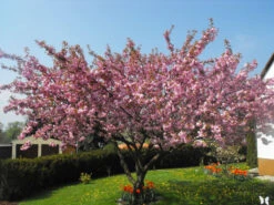 Prunus Serrulata 'Kanzan', Nelkenkirsche -Garten Gefuehl prunus kanzan 1280x1280