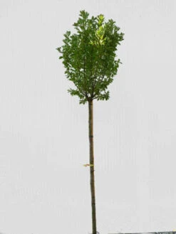 Prunus Padus 'Nana', Kugel-Traubenkirsche - Hochstamm -Garten Gefuehl prunus padus nana hochstamm 1280x1280