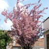 Prunus Serrulata 'Kanzan', Japanische Nelkenkirsche - Hochstamm