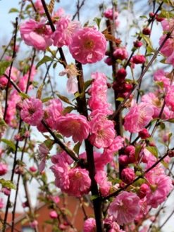 Prunus Triloba, Mandelbäumchen, Japanische Zierkirsche -Garten Gefuehl prunus triloba2 43409 2 1280x1280