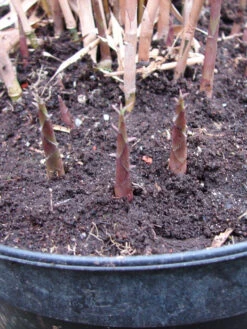 Fargesia Scabrida, Purpur-Bambus, Garten-Bambus -Garten Gefuehl purpur bambus 1280x1280