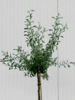 Pyrus Salicifolia 'Pendula', Hängende Silberbirne - Hochstamm -Garten Gefuehl pyrus salicifolia krone 1280x1280