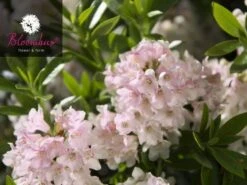 Rhododendron 'Bloombux®' -Garten Gefuehl rhodo bloombux 1280x1280
