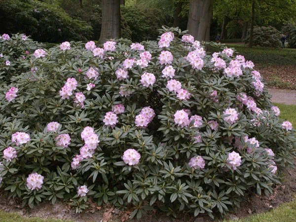 Rhododendron 'Brigitte 2 Rhododendron 'Brigitte – Bild 2
