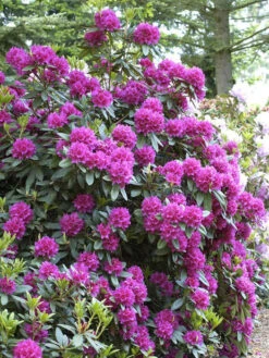 Garten Gefuehl -Garten Gefuehl rhododendron dresselhuys55599f7c5e247 1280x1280
