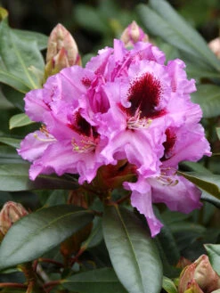 Rhododendron 'Kabarett'
