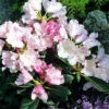 Rhododendron Yakushimanum 'Silberwolke'