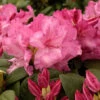 Rhododendron 'Walküre'