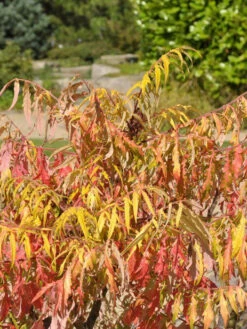 Rhus Typhina 'Tiger Eyes', Essigbaum -Garten Gefuehl rhus tiger eyes 1280x1280