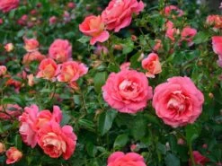 Rose Sommersonne ® - Kordes -Garten Gefuehl rosen sommersonne 2 1280x1280