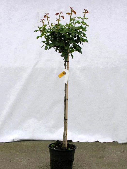 Rosen-Stämmchen Burgund 81 ® - Kordes 2 Rosen-Stämmchen Burgund 81 ® - Kordes – Bild 2