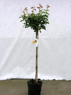 Rosen-Stämmchen Rotilia ® - Kordes 3 Rosen-Stämmchen Rotilia ® - Kordes -Garten Gefuehl rosenstamm rotilia 1280x1280