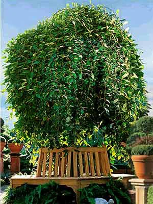 Salix Caprea Pendula, Hängende Kätzchenweide 3 Salix Caprea Pendula, Hängende Kätzchenweide – Bild 3