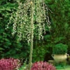 Salix Caprea Pendula, Hängende Kätzchenweide
