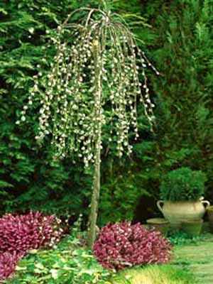 Salix Caprea Pendula, Hängende Kätzchenweide 1 Salix Caprea Pendula, Hängende Kätzchenweide