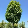Carpinus Betulus 'Monumentalis', Kleine Säulen-Hainbuche - Hochstamm