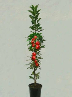 Säulenapfel 'Rondo' ®, Malus Domestica 'Rondo' -Garten Gefuehl saeulenapfel rondo 1280x1280