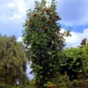 Sorbus Aucuparia 'Fastigiata', Säulen-Eberesche