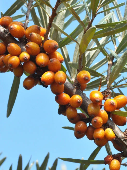 Hippophae Rhamnoides 'Leikora' 1 Hippophae Rhamnoides 'Leikora'