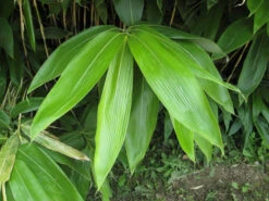 Sasa Palmata 'Nebulosa', Niedriger Großblattbambus -Garten Gefuehl sasa nebulosa blatt55599ed9154b2 1280x1280