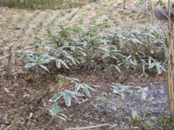 Sasa Veitchii, Breitblättriger Zwergbambus -Garten Gefuehl sasa veitchii winter 1280x1280