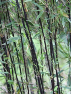 Fargesia Jiuzhaigou 'Deep Purple', Jade Bambus, Rothalmiger Schirm-Bambus -Garten Gefuehl schattenhalme fargesia deep 1280x1280