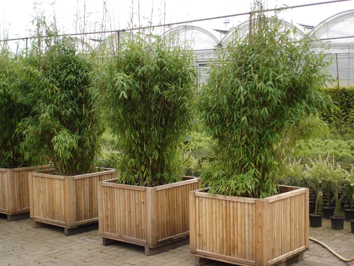 Fargesia Murielae 'Jumbo', Schirm-Bambus 2 Fargesia Murielae 'Jumbo', Schirm-Bambus – Bild 2