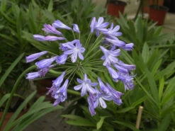 Agapanthus Africanus, Afrikanische Schmucklilie -Garten Gefuehl schmucklilie bluete 1280x1280