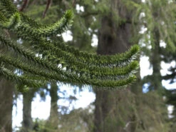 Araucaria Araucana, Chilenische Schmucktanne -Garten Gefuehl schmucktanne zweige 1280x1280