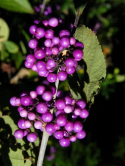 Callicarpa Bodinieri 'Profusion', Liebesperlenstrauch -Garten Gefuehl schoenfrucht 1280x1280