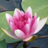 Nymphaea Hybride Fabiola, Seerose, Teichrose