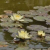 Nymphaea Hybride Marliacea Chromatella, Seerose, Teichrose