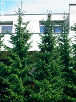 Picea Omorika, Serbische Fichte -Garten Gefuehl serbische fichte 41310 2 1280x1280